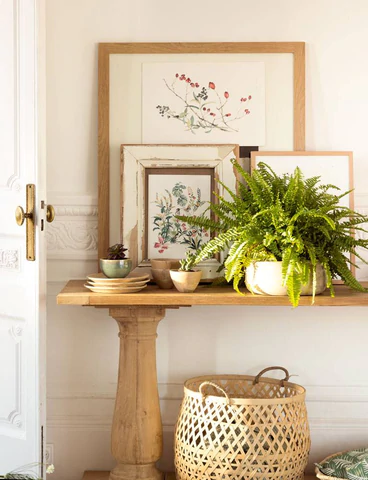 Las 4 mejores plantas de interior para decorar tu hogar