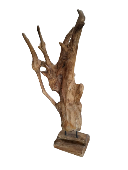 Teak Root on Stand | 2 Sizes Available