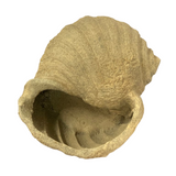 Planter Shell | Decor Shell | 34x50x27 cm