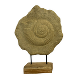 Caracol Ammonite on Stand | 53x40x16 cm